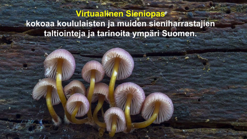 Featured picture of post "VIRTUAALINEN SIENIMETSÄ -PROJEKTI KÄYNNISTYY!"